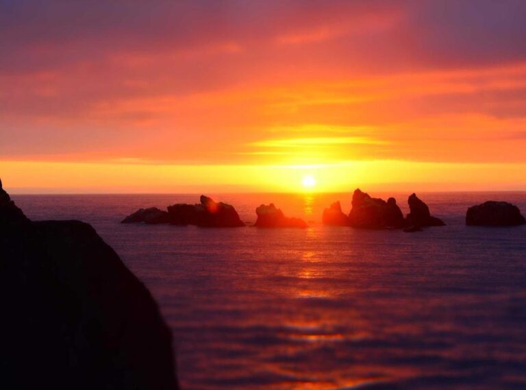 tatuagem de gato que morreu